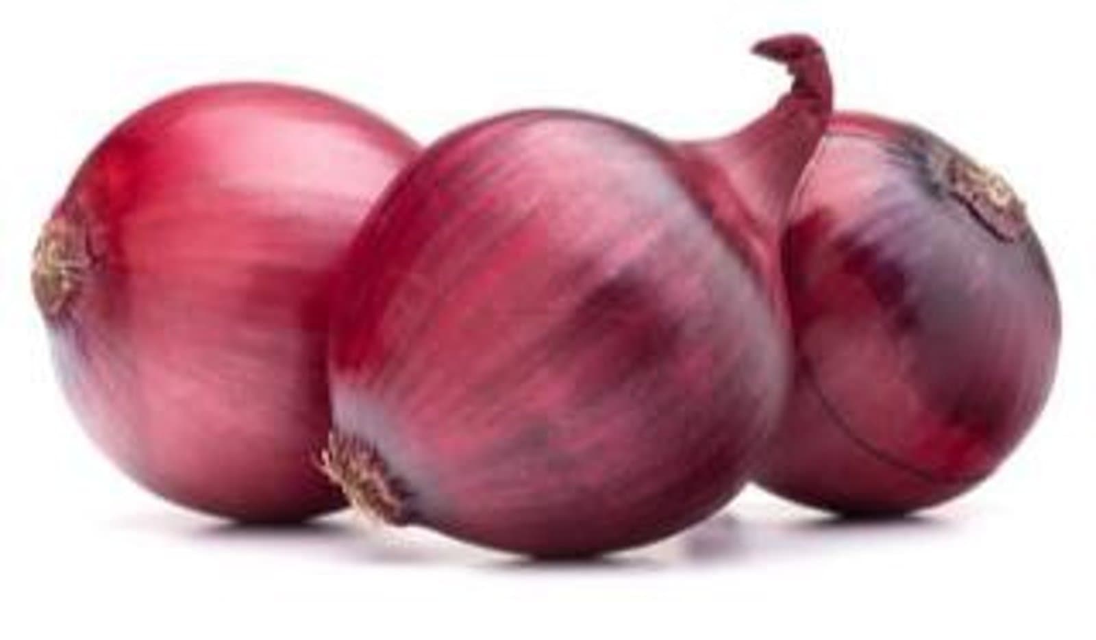 Oignon Red Regal F1