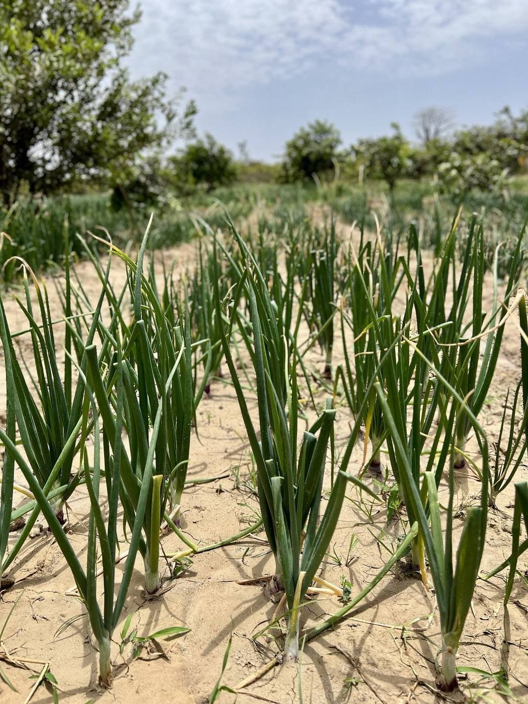 Récolte d'oignons au Sénégal