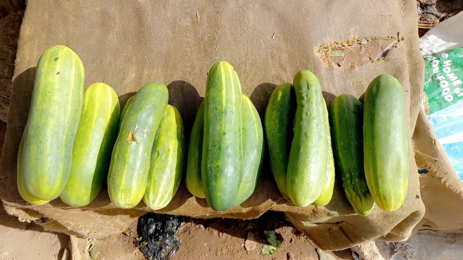 Concombre (variété non précisée)
