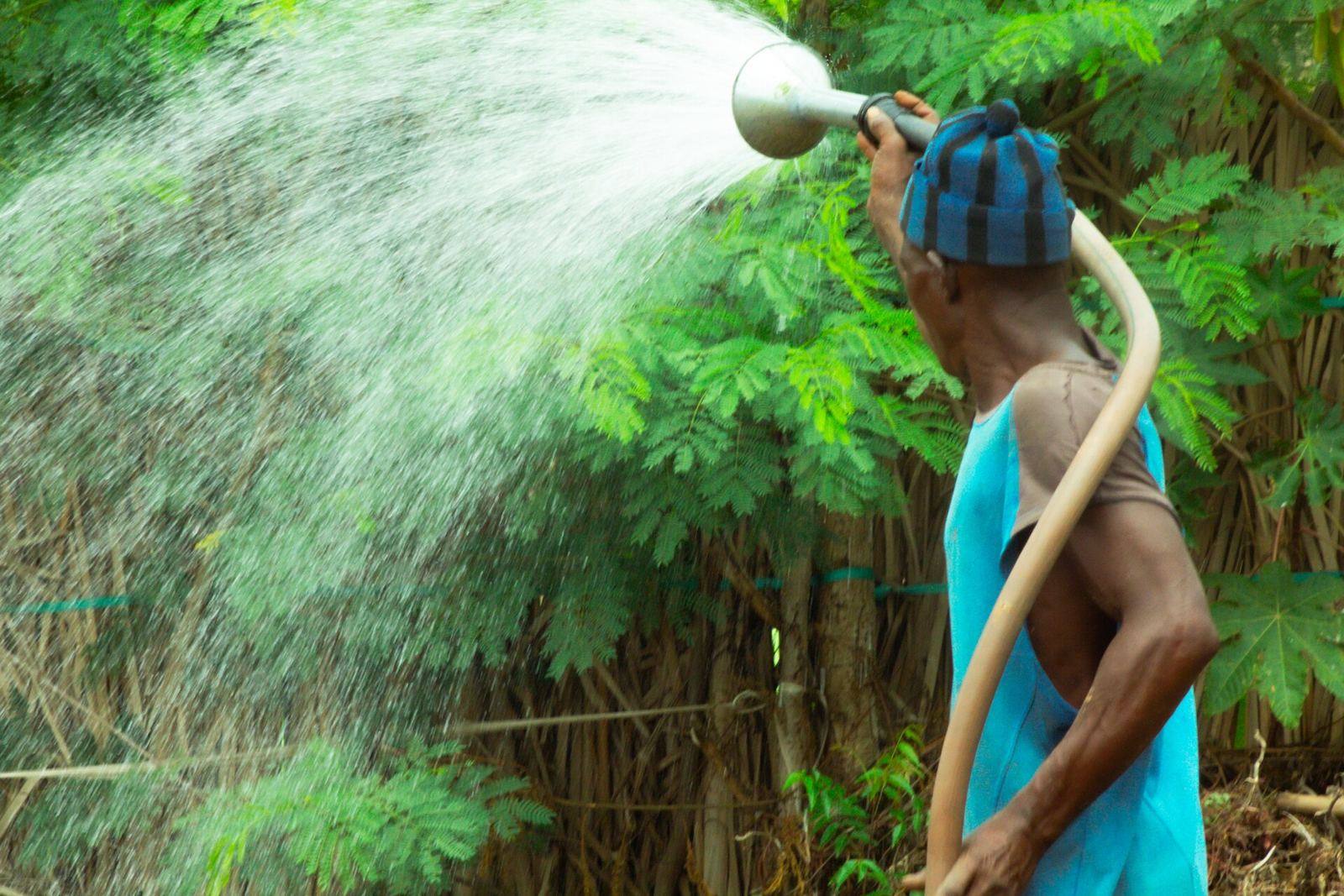 Parcelle maraîchère irriguée dans les Niayes